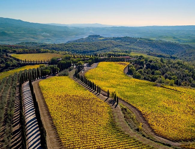 Ein herbstlicher Brunello-Weinberg mit warmen Goldtönen und regem Lesebetrieb, der die Aufregung der Weinlese einfängt.