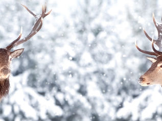 Merry Christmas 2025