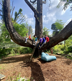 Tree climbing
