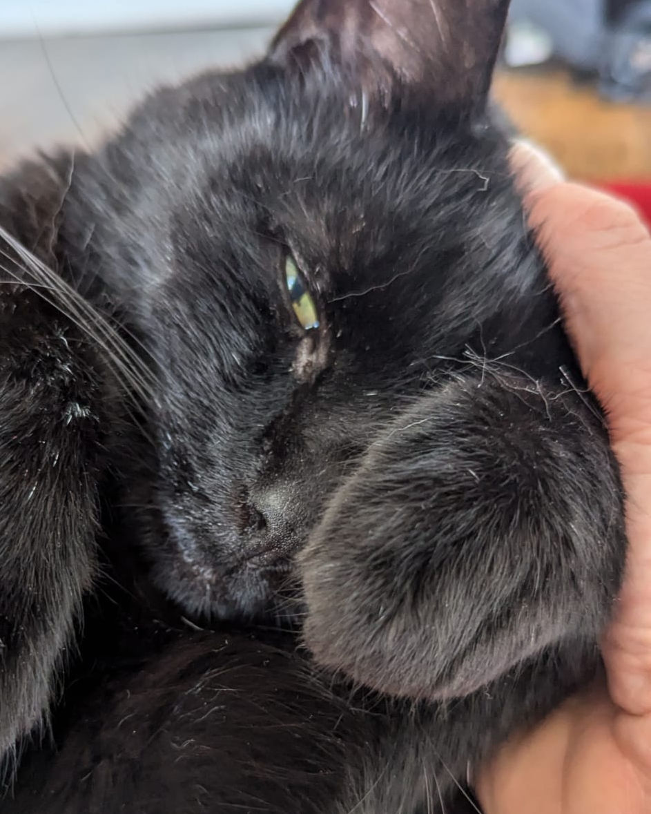 Reg the cat wanting cuddles