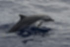 CETACEA Corse SP1, 2026