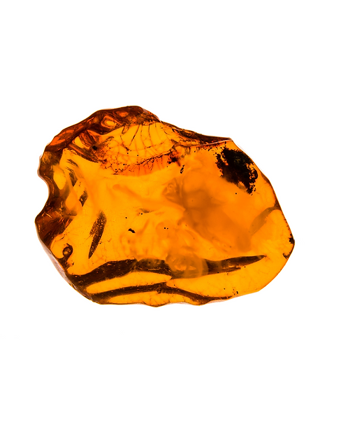 Ambre.png