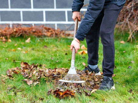 garden clean-up services in Sydney