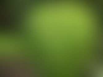 Gardener in Lindfield: Expert Lawn & Garden Care You Can Trust
