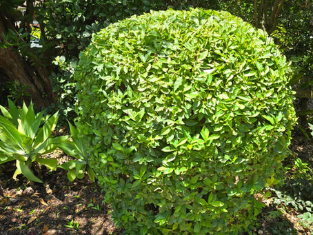 Gardener in Lindfield: Expert Lawn & Garden Care You Can Trust