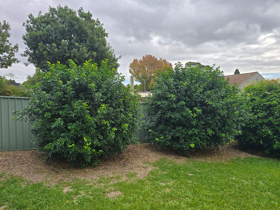 Garden Makeover in Sydney