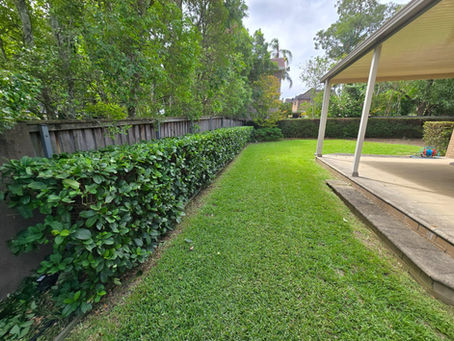 Garden Maintenance Sydney: Costs, Services, and What to Expect in 2025