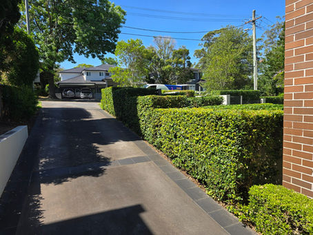 How Professional Garden Clean Up Services in Sydney Can Boost Your Property Value