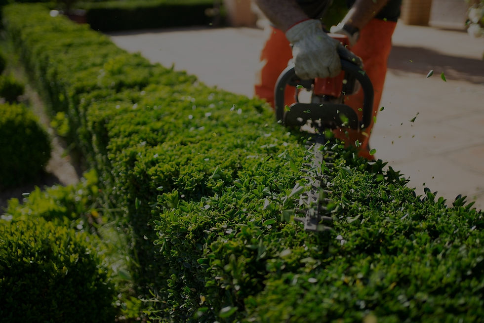 Hedging and Pruning_edited.jpg
