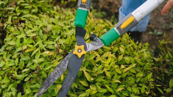 Garden Maintenance