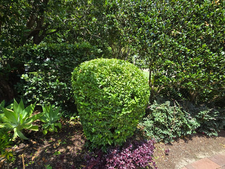 Garden Makeover in Sydney: Refresh Your Outdoor Space with Ease
