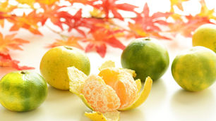 ゆら早生みかん