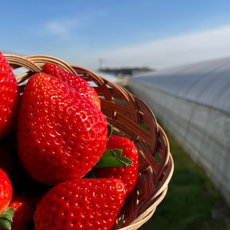 摘みたての原宿ベリー