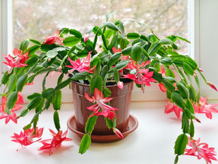 Christmas Cactus Care