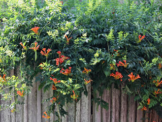Flower Facts: Trumpet Vine