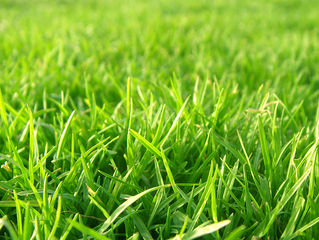 How to Choose the Right Grass