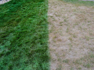 You Might Consider Lawn Painting