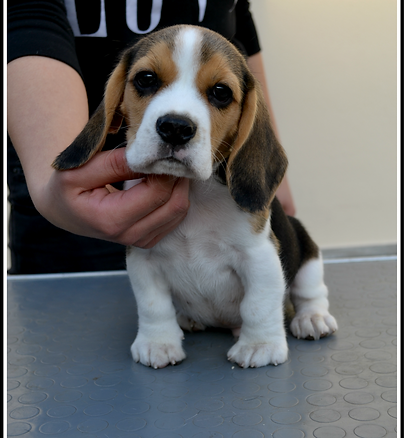 beagle