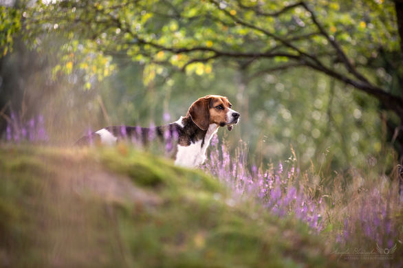 Camillo - Beagle