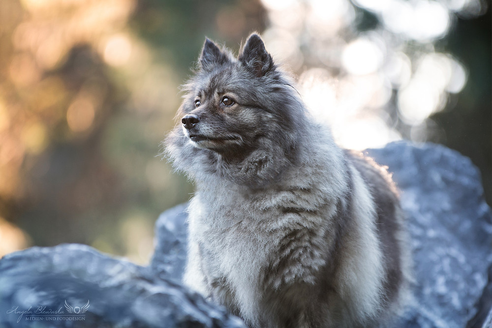 Wolfsspitzhündin Leyka im Steingarten