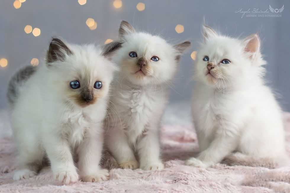 Heilige Birma Kitten