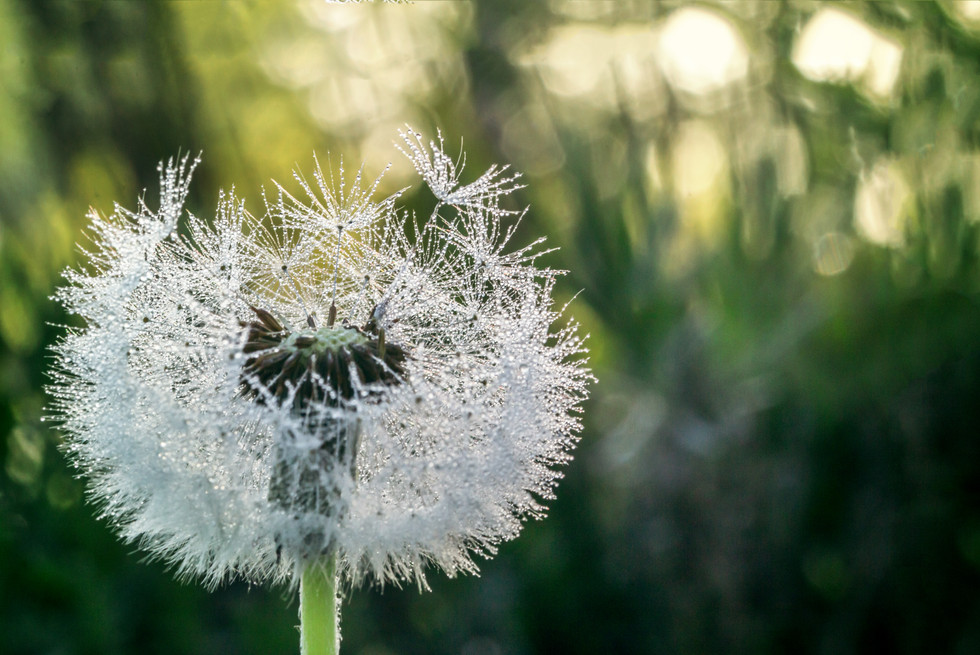 Pusteblume