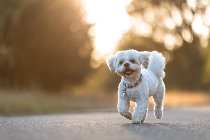 Milow - Shih Tzu / Malteser