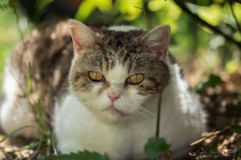 Katze