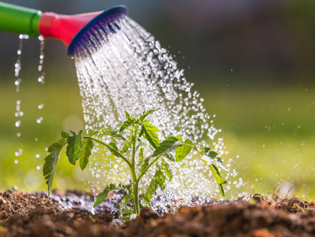 Our top tips for garden centre marketing plans
