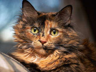 cat-pet-furry-face-162319.jpeg