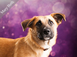 Prairie Paws dog.jpeg