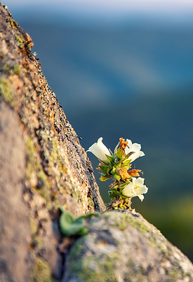 Flower Image - Homepage.png
