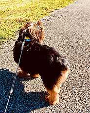 Erin's dog, Whimpy, on a walk.