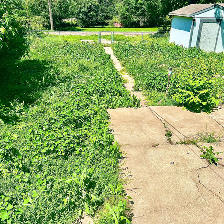 LocalLawns - Before Yard Transformation