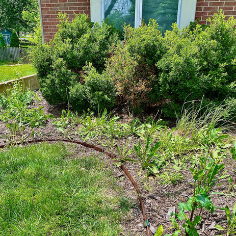 LocalLawns - Before Mulching