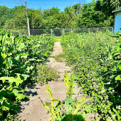 LocalLawns - Before Yard Transformation