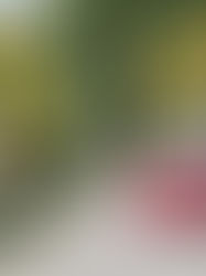 Michelin sinks its teeth into incentive travel