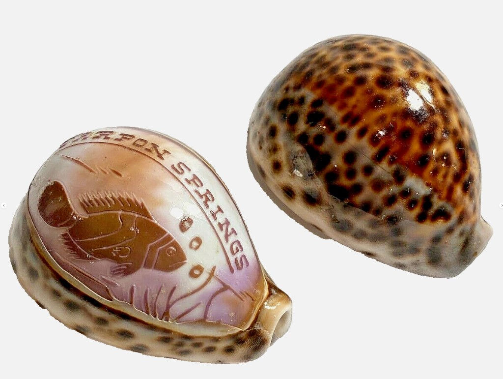 Vtg Cypraea Tigris Sea Shell Hand Carved Cowrie Tarpon Spgs Souvenirs