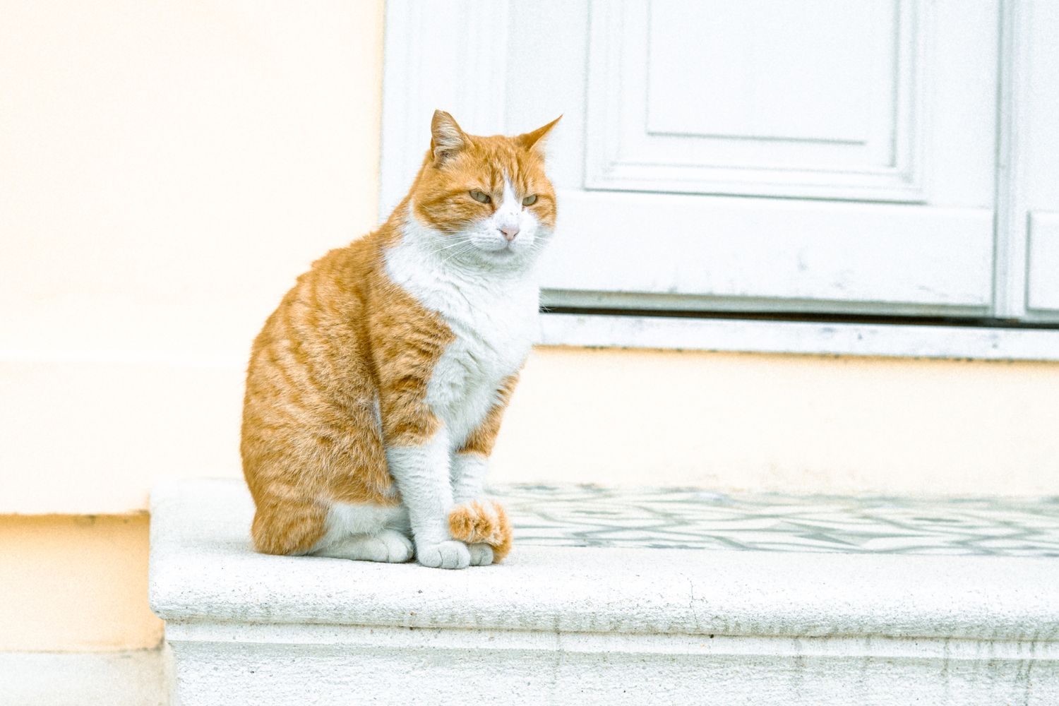 Ménage écologique animaux de compagnie - Produits sécurisés chien chat Bayonne Pays Basque
