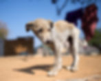 Stray starving puppy.