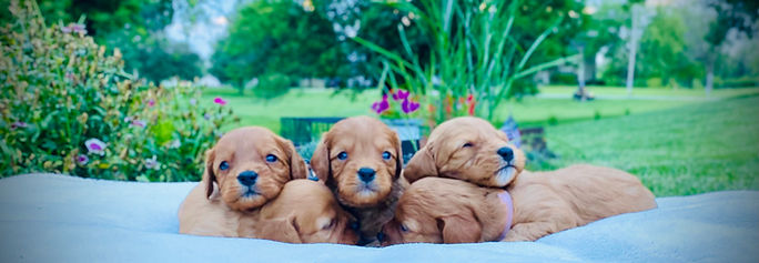 Cavapoo Puppies