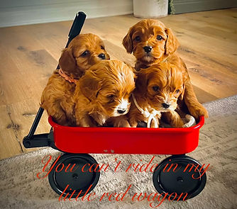 Cavapoo puppies in a wagon