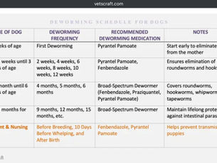 Understanding Puppy Deworming from Birth to One Year Old