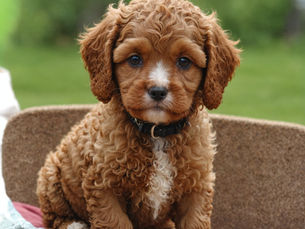 Exploring Dog Artificial Insemination