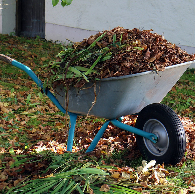 Wheelbarrow With Leaves