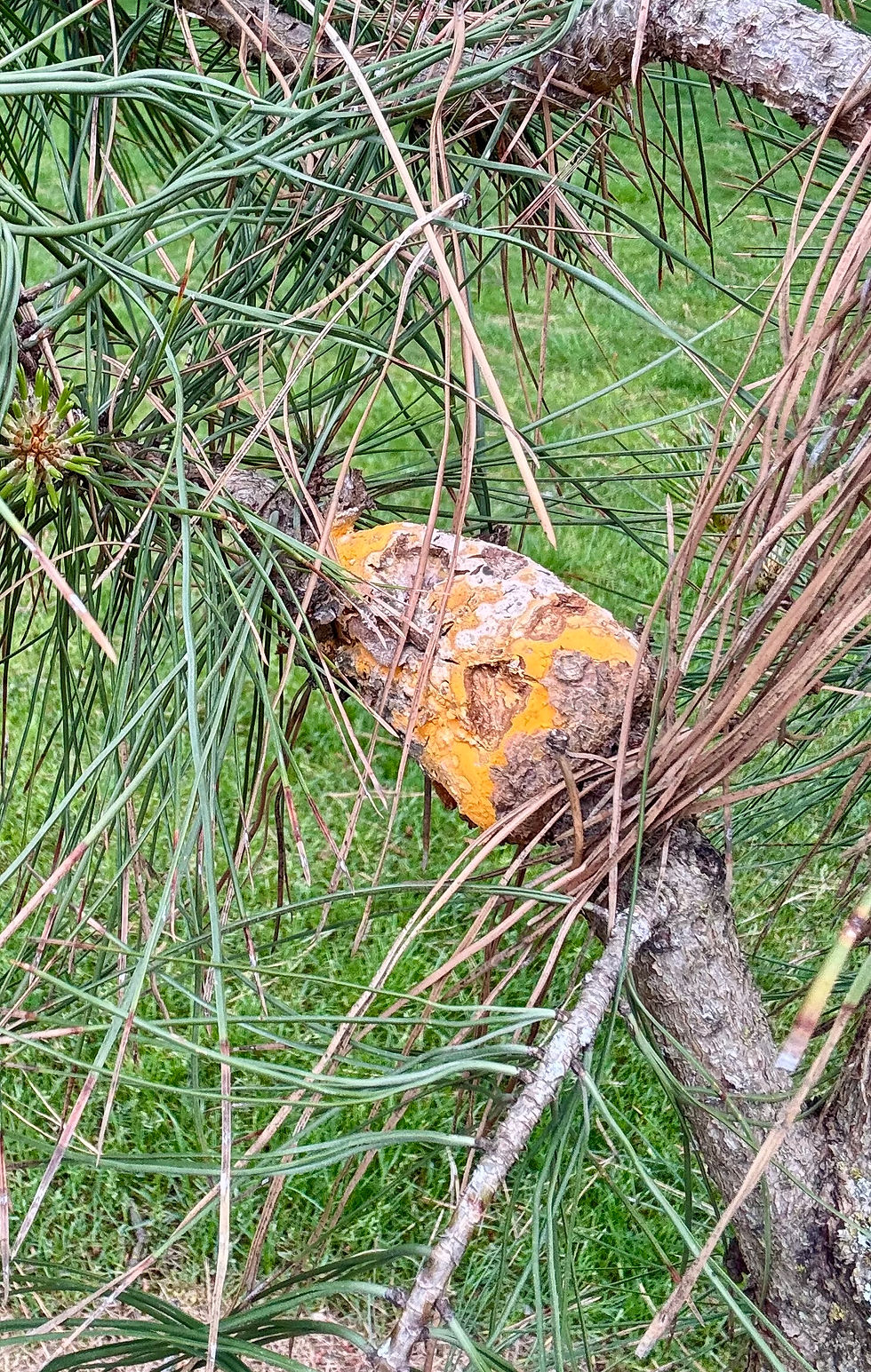western gall rust