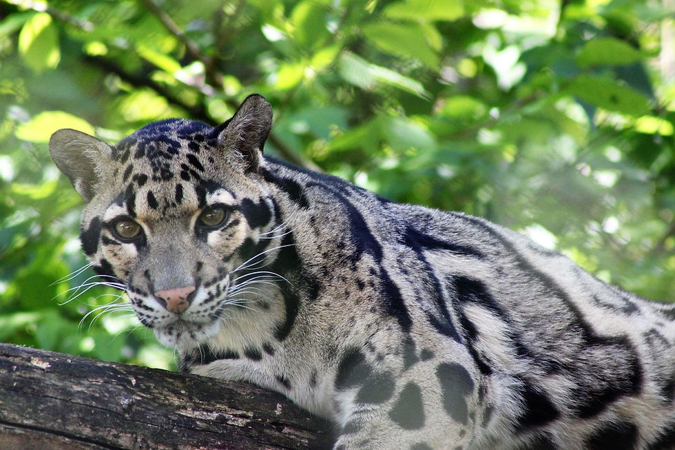 Miniature : Zoo de Beauval