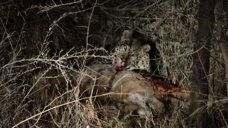 You will not see a leopard!