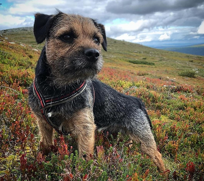 @borderterrierharry