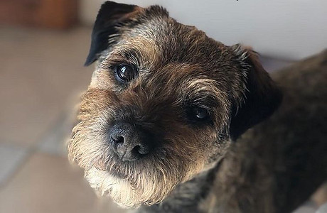 @theadventuresofharryandmarley